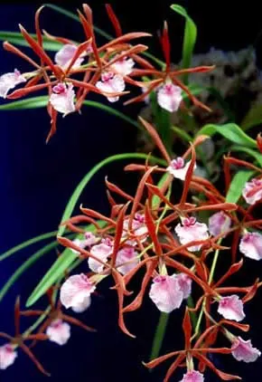 Encyclia bractescens