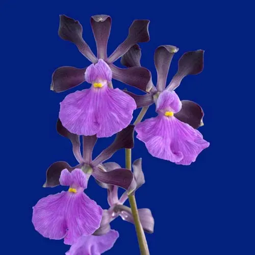 Encyclia cordigera pink