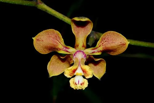 Encyclia diota