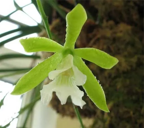 Encyclia mariae x Encyclia tampense semi-alba
