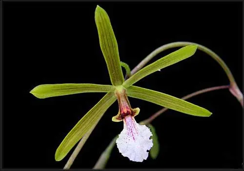Encyclia microbulbon