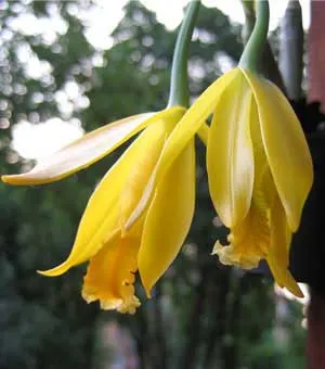 Euchile citrina
