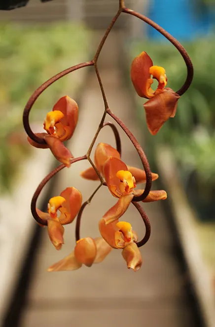 Gongora galeata