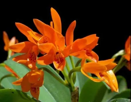 Guarianthe aurantiaca