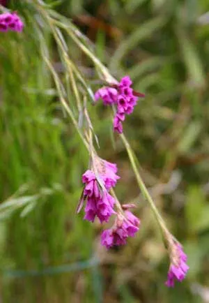 Isochilus linearis