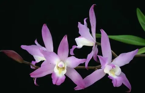 Laelia autumnallis