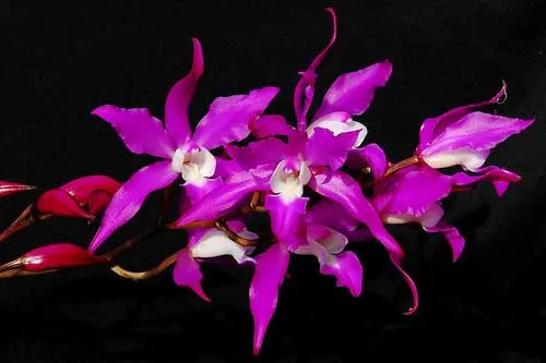 Laelia autumnalis var. atrorubens
