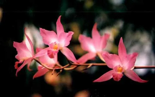 Laelia autumnallis var. xanthotrophis