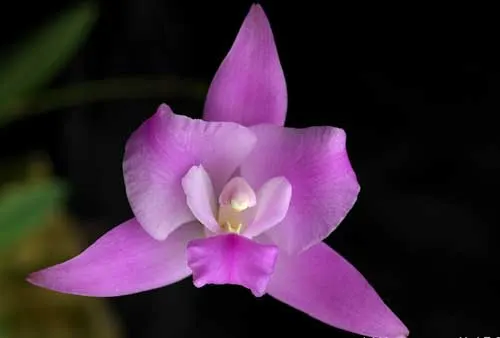 Laelia furfuracea