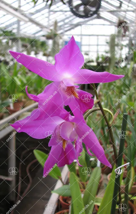 Laelia gouldiana
