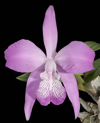 Laelia majale (sin. speciosa)