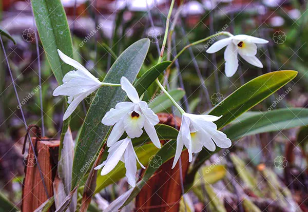 Laelia rubescens semi alba