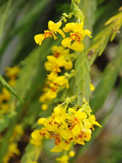 Lockhartia oerstedii
