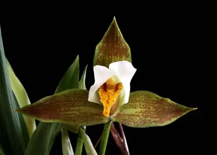 Lycaste deppei
