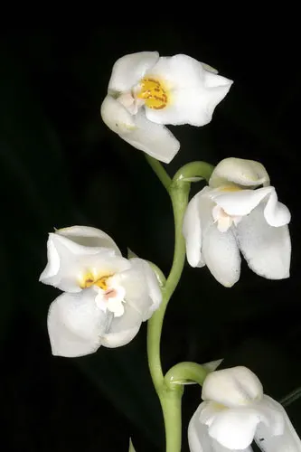 Osmoglossum egertonii