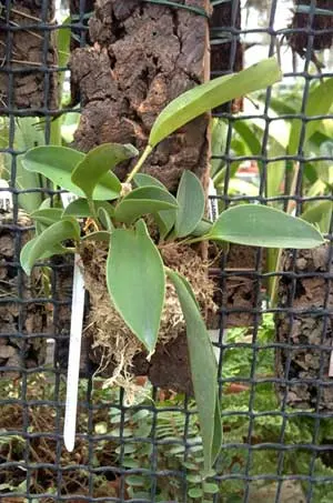 Pleurothallis plachyglosa