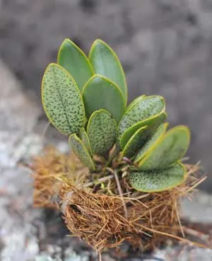 Pleurothallis resupinata