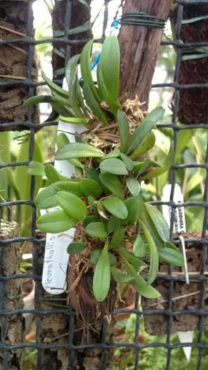 Pleurothallis sertularioides