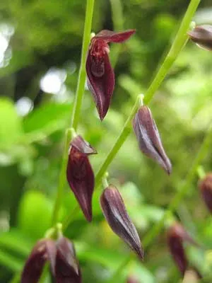 Pleurothallis stellis