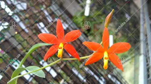 Prosthechea vitellina