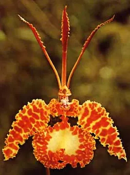 Psychopsis kramerianum