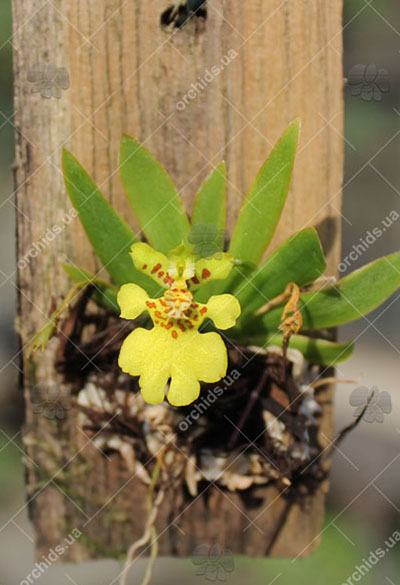 Psygmorchis pusilla
