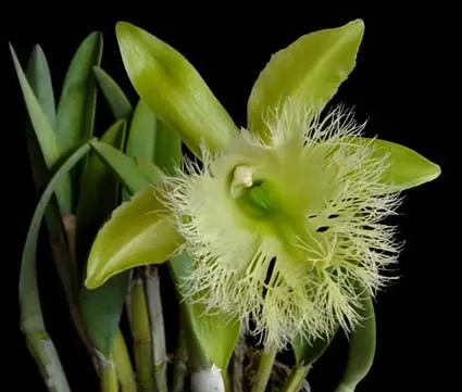 Rhyncholaelia digbyana