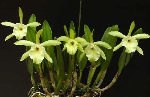 Rhyncholaelia glauca