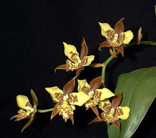 Rhynchostele maculatum