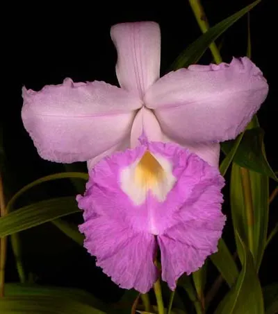 Sobralia macrantha