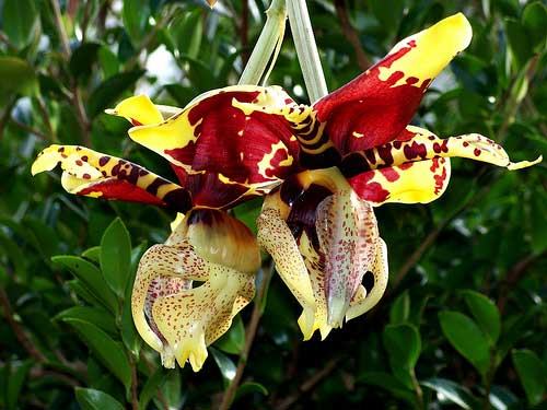 Stanhopea tigrina