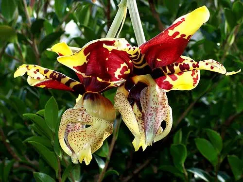 Stanhopea tigrina