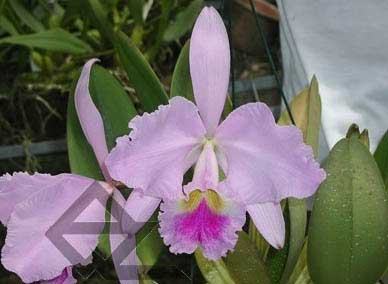 Cattleya gaskelliana 'Da. Norma Dreher' x self