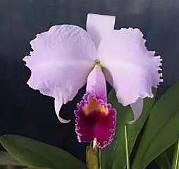 Cattleya trianae 'Binot' x Cattleya trianae 'Jean Groben'