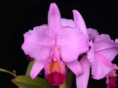 Cattleya trianae 'Fine Variety' x Cattleya trianae 'Oscura Posada' XXX