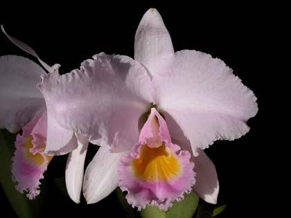 Cattleya trianae 'Da Vitoria' x Cattleya trianae concolor 'Rinaldi'