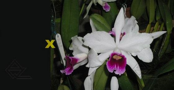 Laelia purpurata estriata suave 'AWZ' x Laelia purpurata estriata suave 'Pedra Azul'
