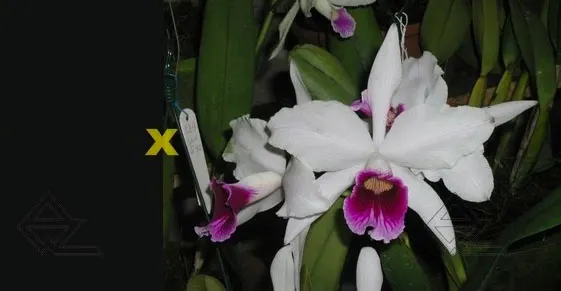 Laelia purpurata estriata suave 'AWZ' x Laelia purpurata estriata suave 'Pedra Azul'