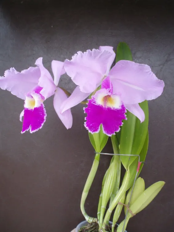 Cattleya warscewiczii 'Gigante do Cuete' x Cattleya warscewiczii 'San Juan Campeon'