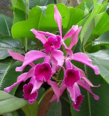 Laelia tenebrosa x Cattleya warneri