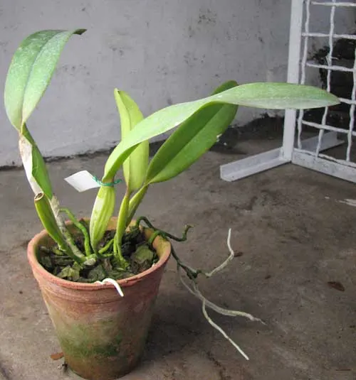 Laelia tenebrosa x Cattleya warneri