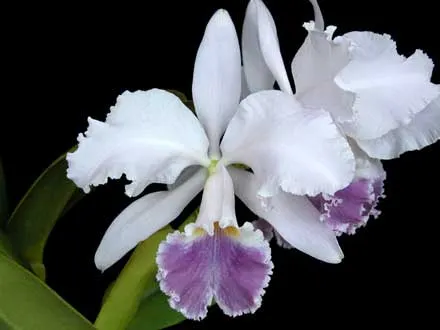 Cattleya gaskelliana coerulea (11-1) x Cattleya warneri coerulea 'Renata Dihel'