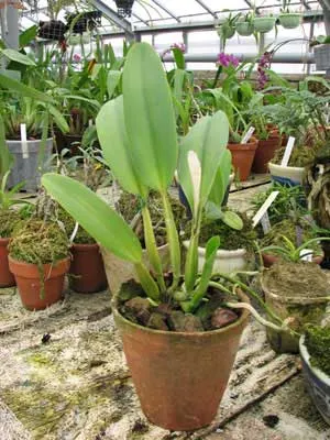 Cattleya gaskelliana coerulea (11-1) x Cattleya warneri coerulea 'Renata Dihel'