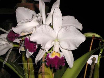 Cattleya warneri semi alba 'Pedra Azul' x Cattleya warneri semi alba 'Nr. 1'
