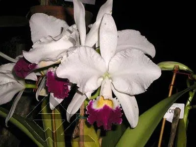 Cattleya warneri semi alba 'Pedra Azul' x Cattleya warneri semi alba 'Nr. 1'