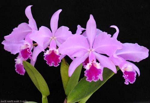 Cattleya warneri tipo 'Maravilha' (escura) x Cattleya warneri integra-orlata 'AWZ'