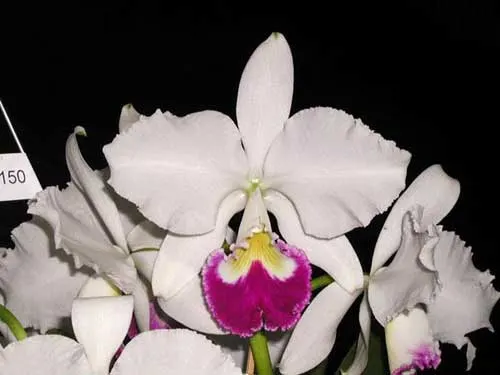 Cattleya warneri semi alba 'Itabirana' (Z-30) x Cattleya warneri semi alba orlata