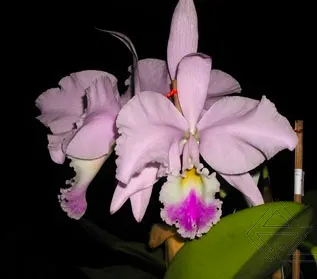 Cattleya warneri amesiana 'Santa Leopoldina' x SELF