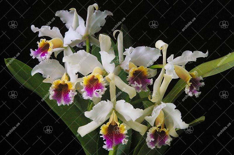 Cattleya rex var Moyobamba