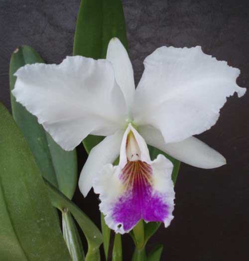 Cattleya labiata semi alba 'Garganta Escura' x Cattleya labiata semi alba ('Cooksoniae' x 'Gloriosa')
